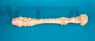 Equine Forelimb, no hoof